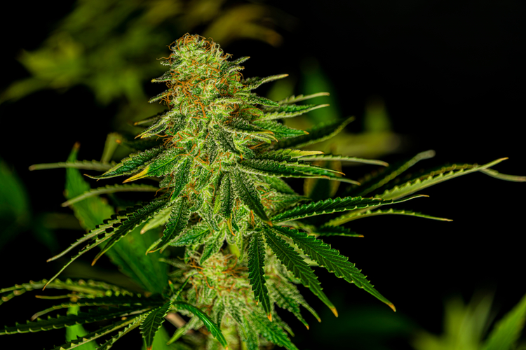 Afghan Kush - strains for pain