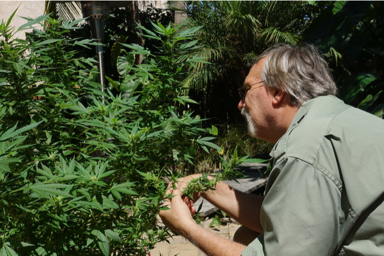 Simpson Backyard - Sarasota, Florida Cannabis Dispensary