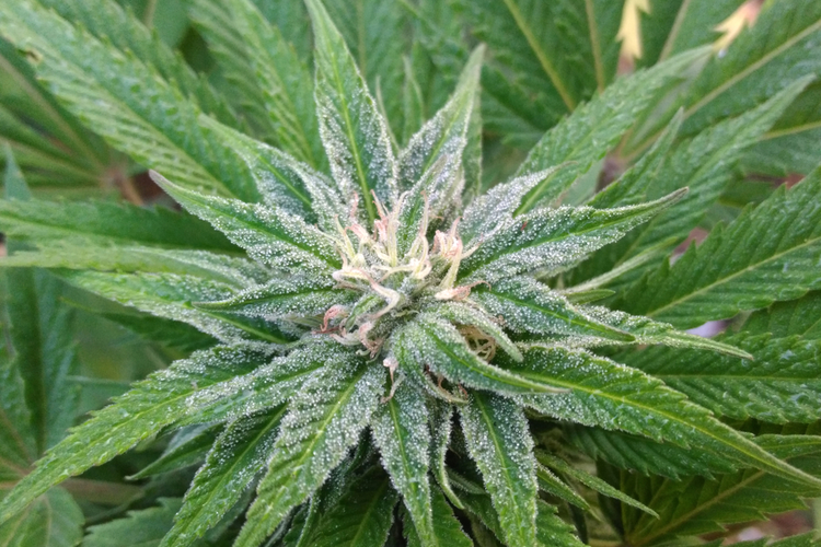 White Widow - strains for pain