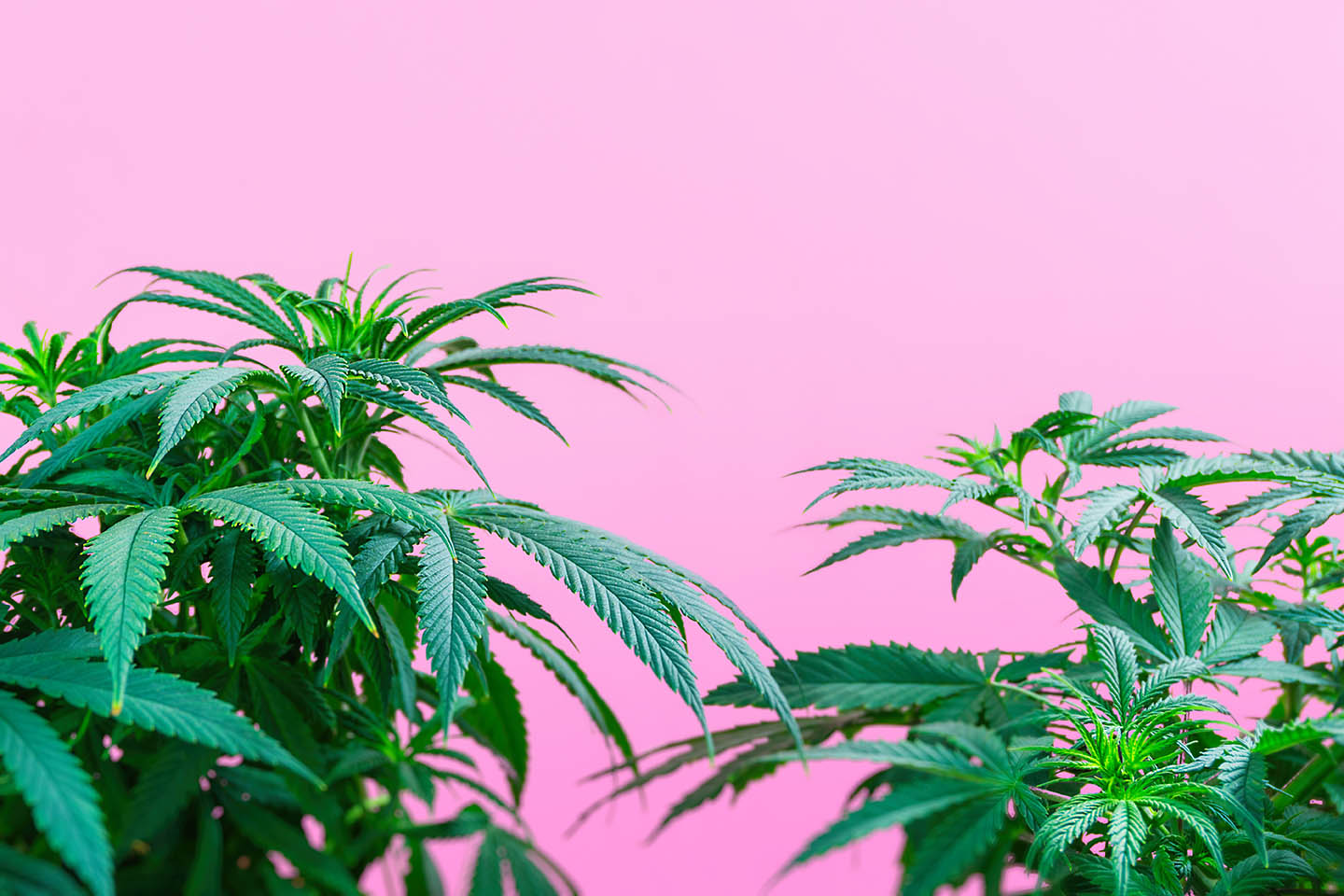 How To Choose The Best Weed Strains