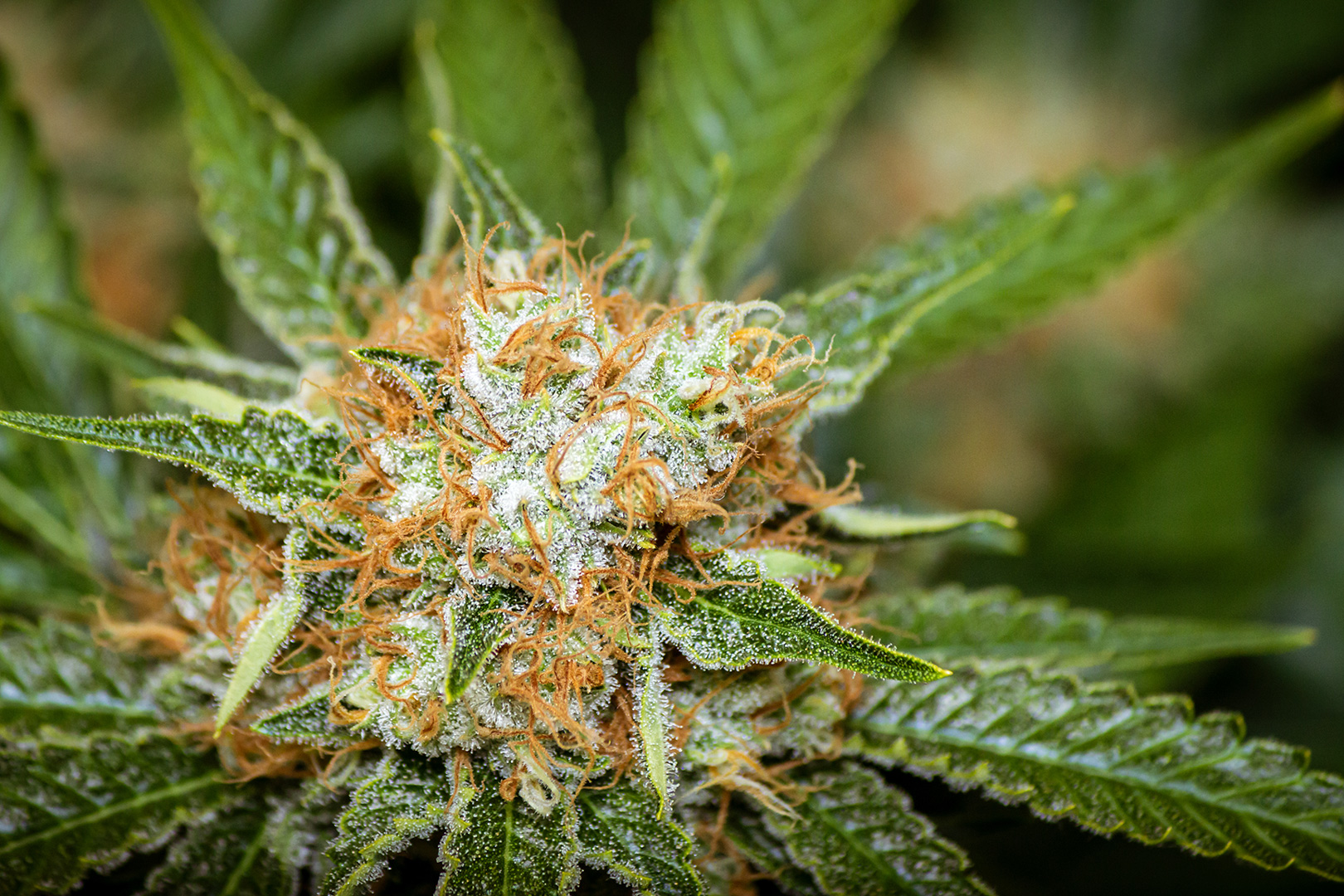 How To Mix Terpenes? A Terpenes Mixing Calculator Guide