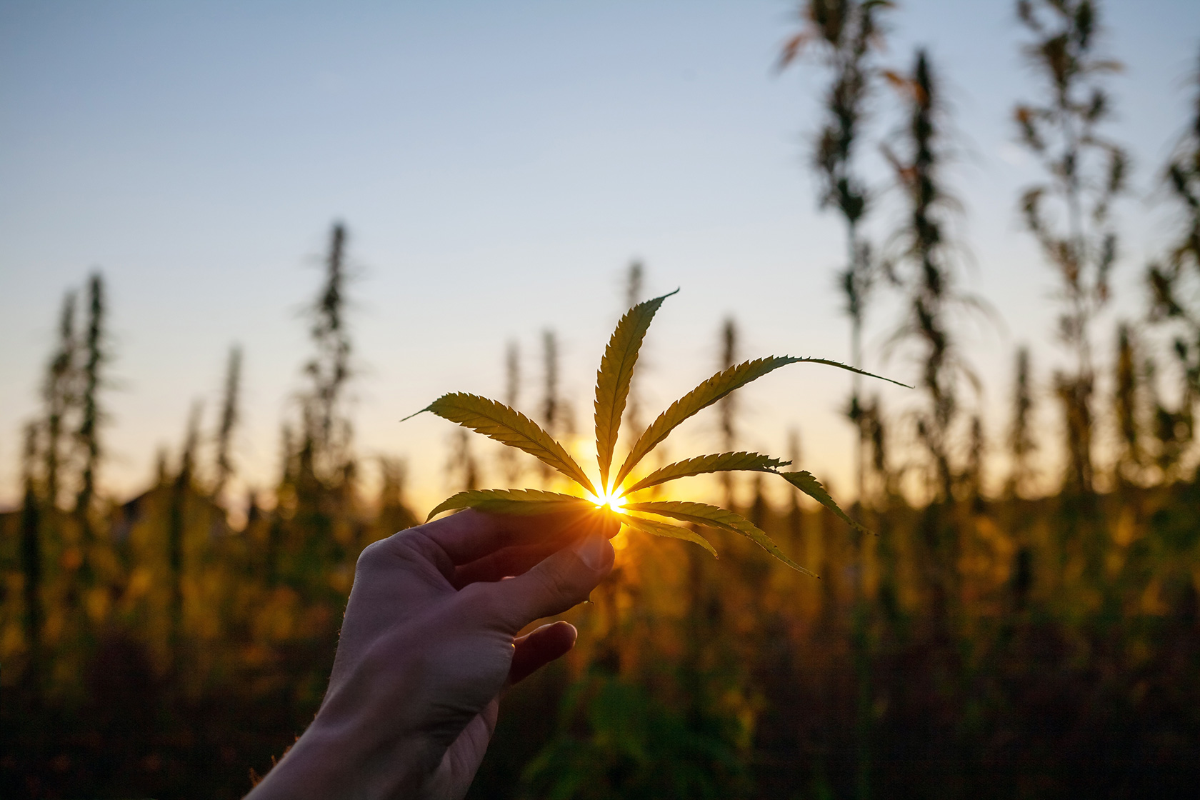 Sun Grown Cannabis – The Myth Busting!