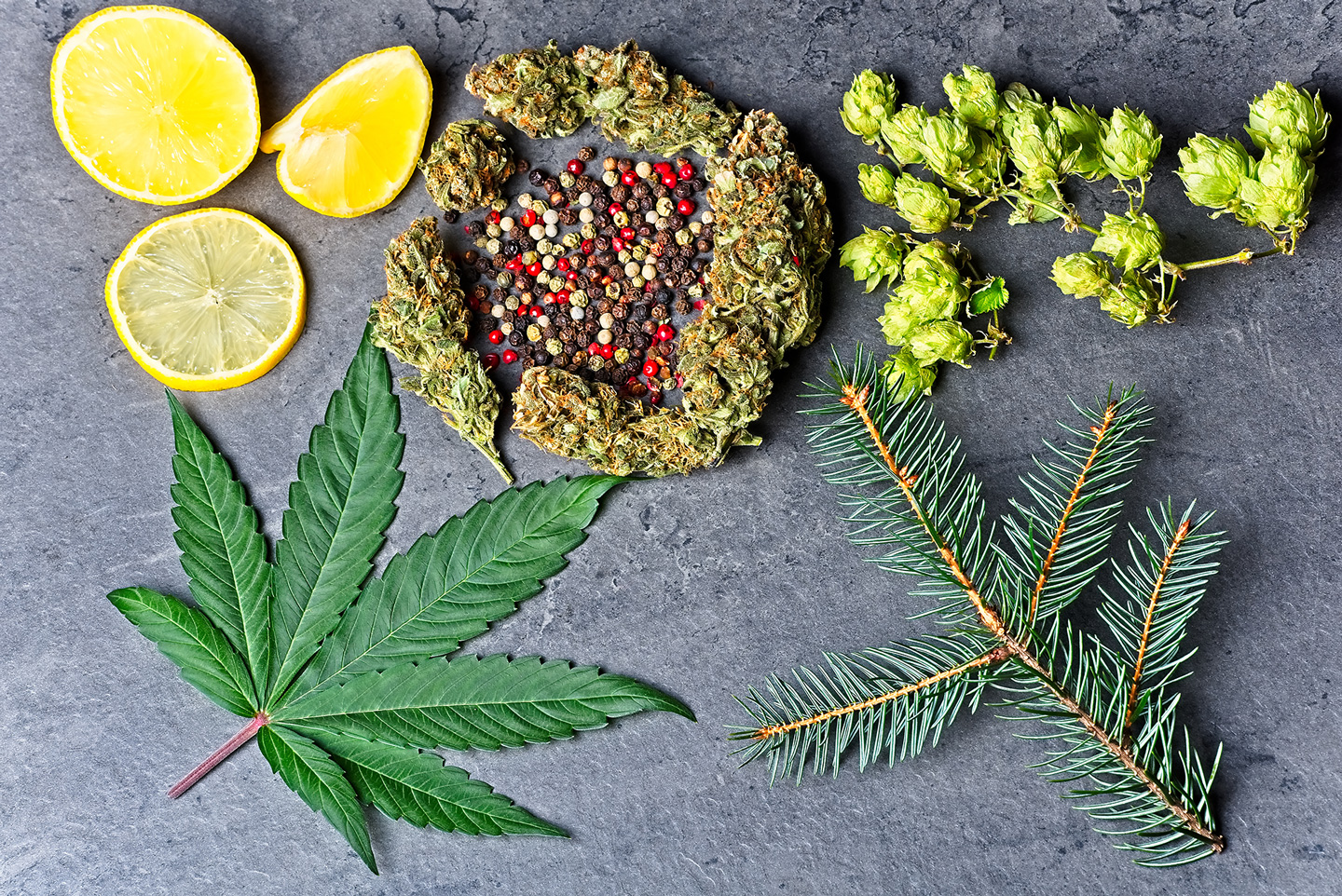 What are Cannabis Terpenes and How do they Work?