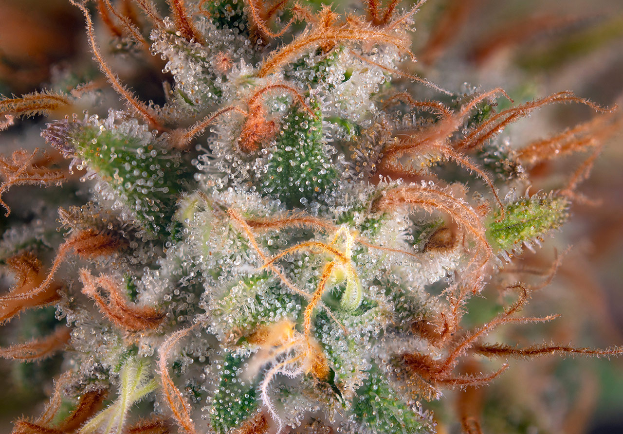 Cannabis Terpenes vs Botanical Terpenes – What’s the difference?