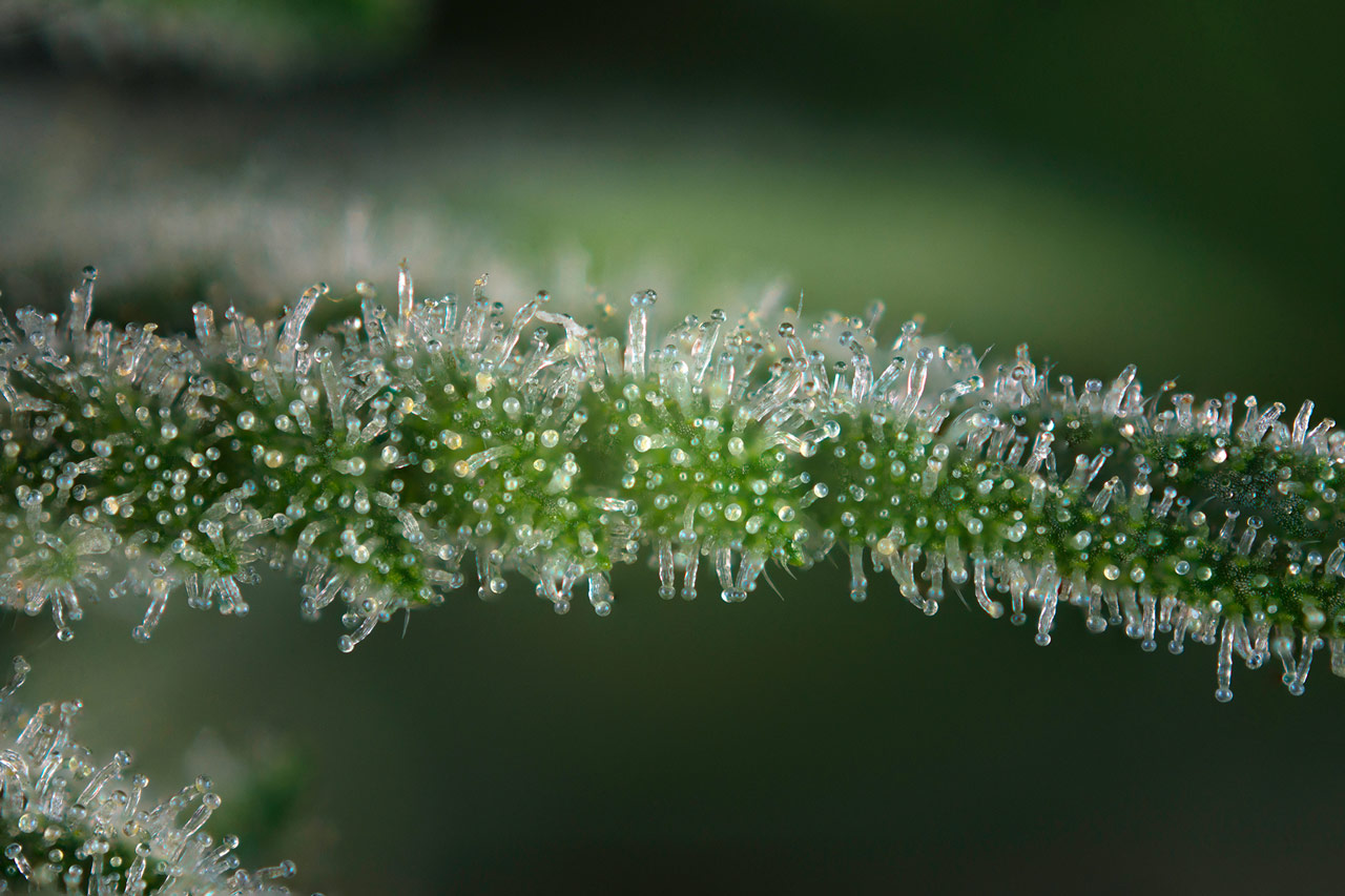 What are trichomes and why are they found in cannabis?